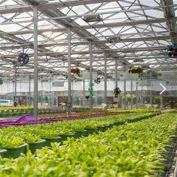 What are the advantages of FRP lighting panels in greenhouse flower growing? What are the advantages of FRP lighting panels in greenhouse flower growing?